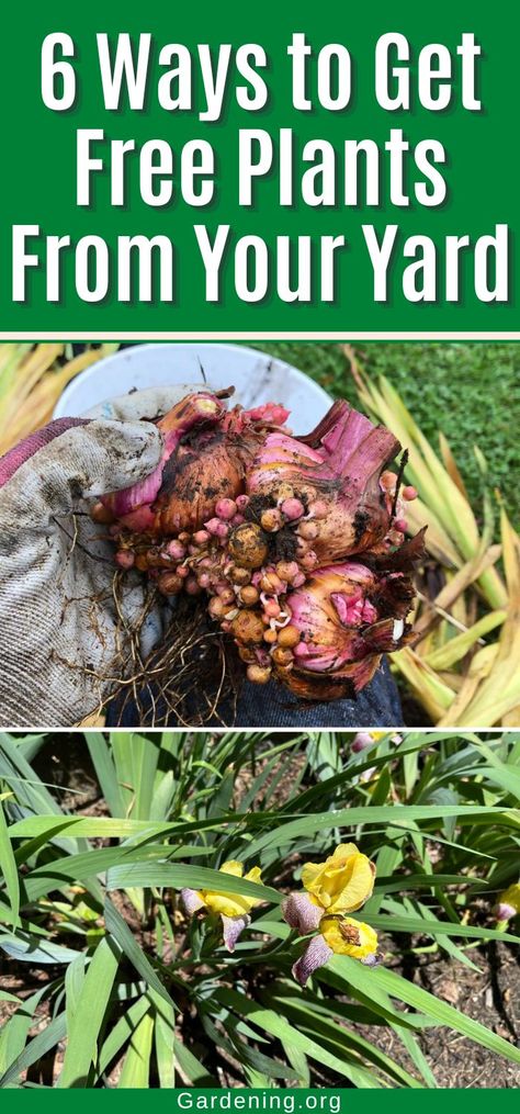 6 Ways to Get Free Plants From Your Yard Propagating Perennials, Cheap Plants, Diy Compost, Easy Gardening, Plant Diseases, Plant Ideas, Houseplants Indoor, Pollinator Garden, Survival Life