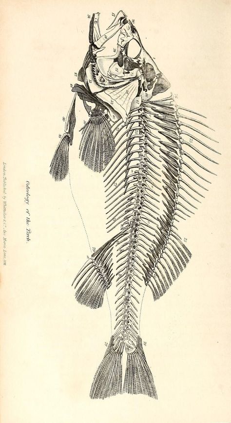 Fish Anatomy, Scientific Drawing, Fish Skeleton, Animal Skeletons, Fish Cakes, Science Illustration, Fish Illustration, Fish Drawings, Chips Recipe