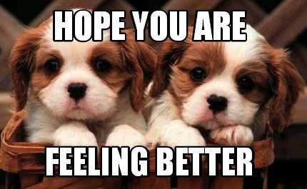 Get Well Soon Wholesome Pics, Dogs Know When Your Sick Quotes, Get Well Memes Funny, Get Well Meme, Get Well Soon Memes Humor, Get Well Soon Quotes, Get Well Soon Messages, Feel Better Quotes, Friendship Words