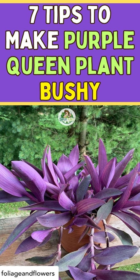 "Unlock the secret to a lush, vibrant Purple Queen Plant with these 7 
essential tips! Discover how to make your purple queen plant bushy and 
thriving, perfect for creating stunning purple queen hanging baskets. Learn 
the best techniques for how to propagate purple queen plants and enjoy 
beautiful purple queen flowers all year round. Elevate your gardening game 
with expert advice and transform your space with this eye-catching plant!" Bushy Indoor Plants, Purple Queen Plant, Purple Passion Plant, Purple Heart Plant, Purple Queen, Houseplant Care, Purple Crown, Plant Care Tips, Purple Plants