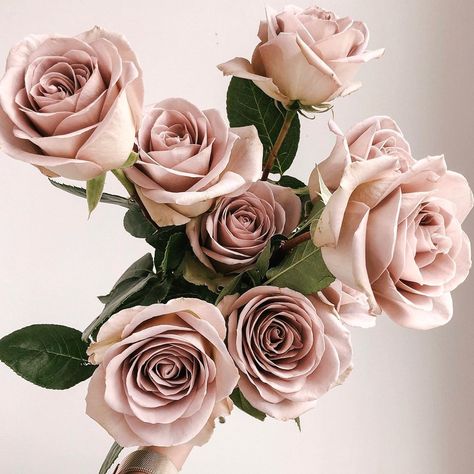 Heather Page on Instagram: “Unforgettable amnesia roses 🥀” Flowy Flowers, Blush Aesthetic, Amnesia Rose, Rose Garden Landscape, French Country Wedding, Rustic Summer Wedding, Flower Gift Ideas, Types Of Roses, Rose Wedding Bouquet