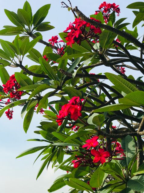 Frangipani Plant, Red Frangipani, Tropical Landscape Design, Tropical Landscape, Tropical Gardens, Crimson Red, Tropical Landscaping, Landscaping Plants, Flowering Trees