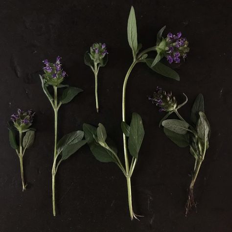 Wilder botanics on Instagram: “Self - heal (Prunella vulgaris) also known as All heal has anti viral properties and has been used for centuries in traditional Chinese…” Prunella Vulgaris, Self Healing, Traditional Chinese, Plant Life, Plant Leaves, Healing, Plants, On Instagram, Instagram