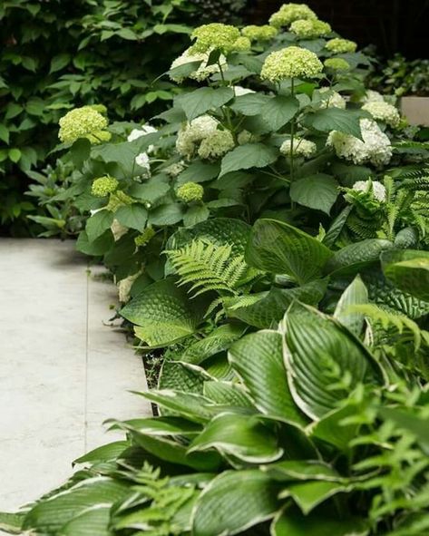 Shade Planting, Shade Garden Design, Ferns Garden, Shade Garden Plants, Hosta Gardens, Have Inspiration, Woodland Garden, White Gardens, Shade Plants