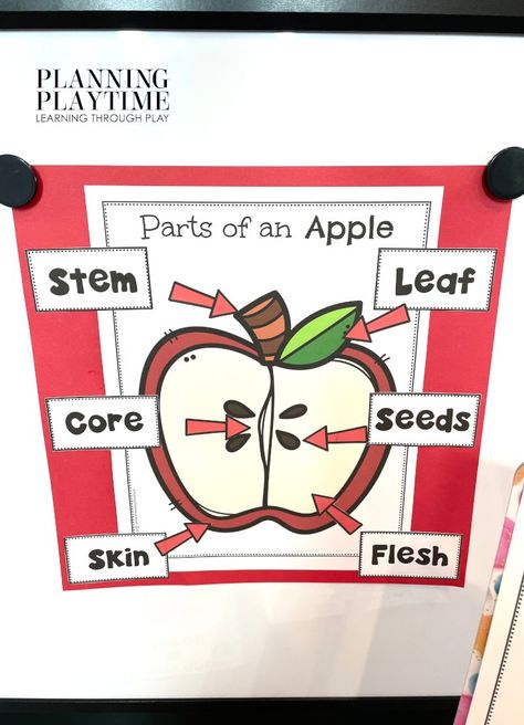 Parts of an Apple Preschool - Parts of An Apple Anchor Chart Apple Parts Anchor Chart, Apple Tasting Anchor Chart, Apple Anchor Chart Kindergarten, Parts Of An Apple Anchor Chart, Apple Chart Preschool, Apple Anchor Chart Preschool, Preschool Farm Science, Apple Science Preschool, Parts Of An Apple Preschool