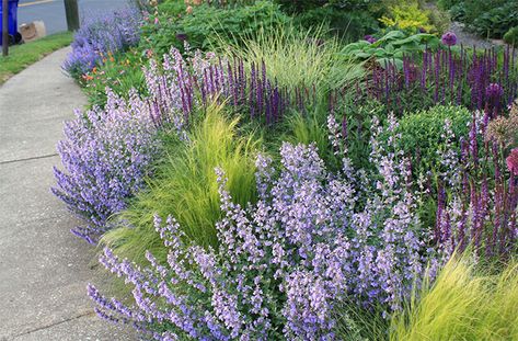 A beautiful mixture of Mexican feather grass, catmint, meadow sage and alliums in Thomas Rainer’s garden. (photo: Thomas Rainer) Catmint Companion Plants, Salvia Caradonna, Meadow Sage, Mexican Feather Grass, Annabelle Hydrangea, Garden Border, Companion Plants, Grasses Landscaping, Front Landscaping