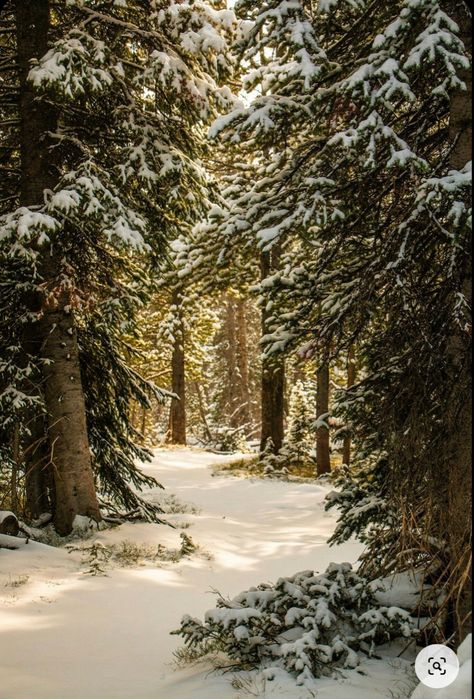 Early Winter Wallpaper, Winter Nature Wallpaper, Scenery Photography Landscape, Snow Scenery, Beautiful Winter Scenes, Winter Woods, Snowy Trees, Image Nature, Early Winter