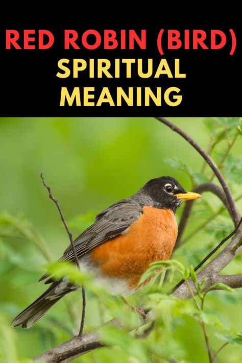 What is the spiritual meaning of the red robin bird? Spiritual Meaning Of Robins, Robin Bird Spiritual Meaning, Robin Spiritual Meaning, American Robin Tattoo, Robin Meaning, Animals Meaning, Bird Signs, Red Breasted Robin, Bird Meaning