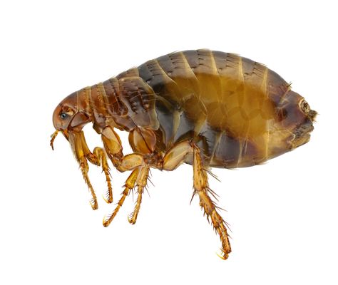 Pulga, Xenopsylla cheopis Kill Fleas In Carpet, Flea Powder For Dogs, Essential Oils For Fleas, Home Remedies For Fleas, Flea Powder, Bug Bites Remedies, Flea Removal, Get Rid Of Fleas, Flea Remedies