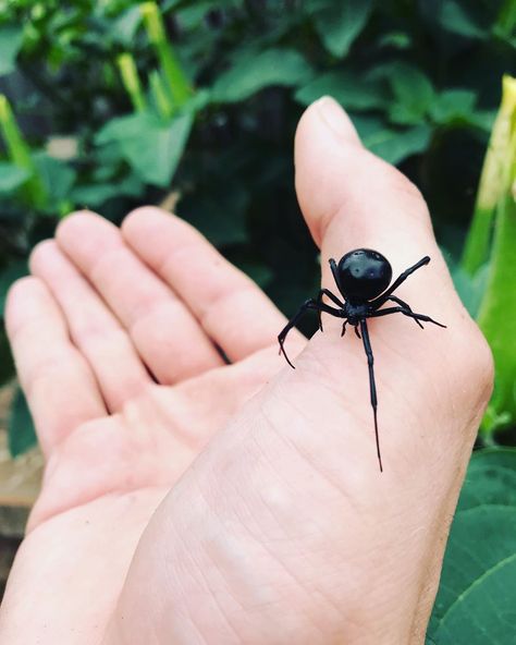 Black Widow Spider Photography, Black Widow Spider Aesthetic, Lady Hecate, Spider Black Widow, Photography Assignments, Widow Spider, Black Widow Spider, Spider Tattoo, Black Spider