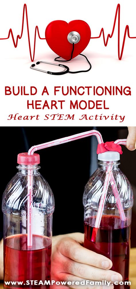 This Heart STEM activity to build a functioning heart model uses all 4 STEM pillars - Science, Technology, Engineering and Math. Kids will spend some time learning about their own heart rates, then how blood flows through the body. For the exciting conclusion engineer and build a functioning model of a beating heart. Click to learn more at STEAM Powered Family. via @steampoweredfam Biomedical Engineering Projects, Stem Kids, Human Body Activities, Heart Model, Stem Challenge, Stem Activity, Heart Projects, Kid Experiments, Fair Projects