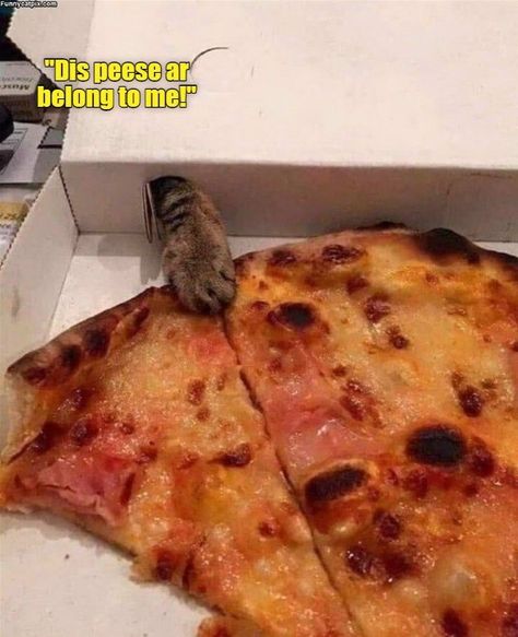 First come. First serve. Funny Cat Pictures, Silly Cats, Dog Sitting, Funny Animal Pictures, Cute Funny Animals, Cat Photo, Cat Pics, Pet Owners, Cat Memes