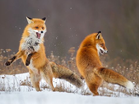 Fox Dance by © Lukasz Dobkowski Foxes Playing, Fox Dance, Red Foxes, Animals Adorable, Beautiful Wildlife, Fox Pictures, Pet Fox, Animals Funny, Baby Animals Funny