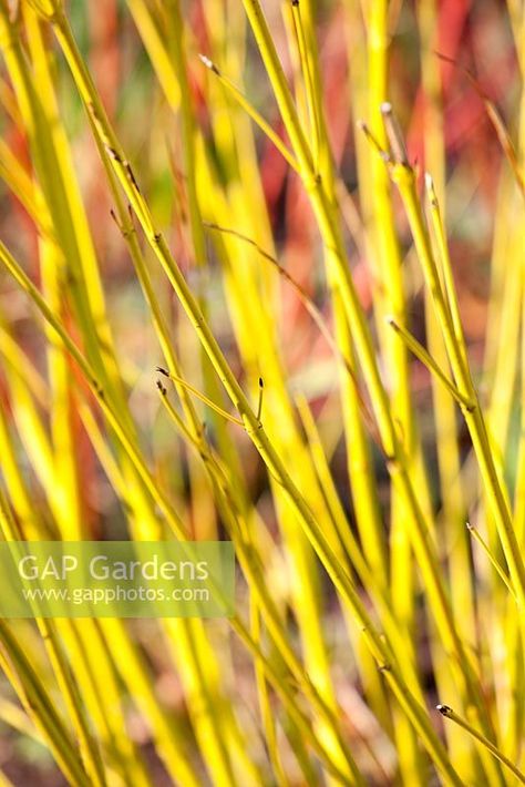 Cornus sericea 'Flaviramea' - Pembury House Cornus Sericea, Plant Photography, Backyard Retreat, Garden Plants, Gap, Stock Photos, Plants, Photography