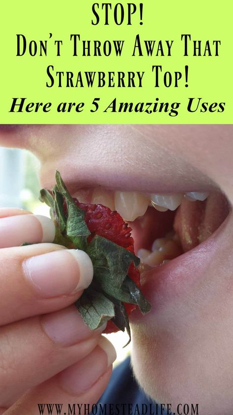 Vitamin Water Recipes, Snacks For Chickens, Strawberry Tops, Homestead Life, Strawberry Leaves, Pineapple Sage, Strawberry Tea, Colorful Drinks, Strawberry Garden