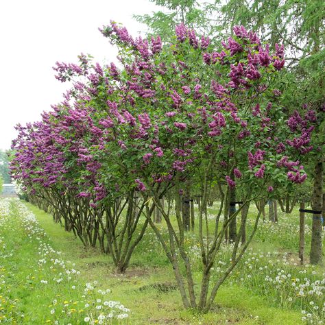 Syringa vulgaris 'Charles Joly' multi-stem umbrella Syringa Vulgaris Tree, Charles Joly Lilac, Lilac Hedge, Syringa Flower, Lilac Syringa, Syringa Vulgaris, French Lilac, Early Spring Flowers, Lilac Tree