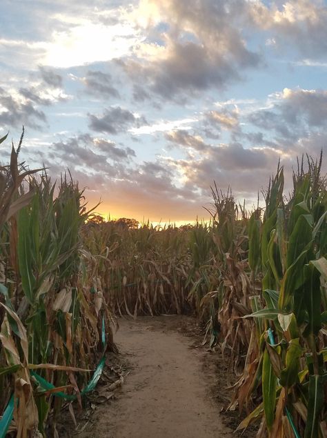 Corn Maze Fall, Hay Ride Aesthetic, Corn Maze Photography, October Vision Board, Corn Maze Photoshoot, Corn Maze Pictures, Corn Maze Aesthetic, Fall Hayride, Haunted Corn Maze