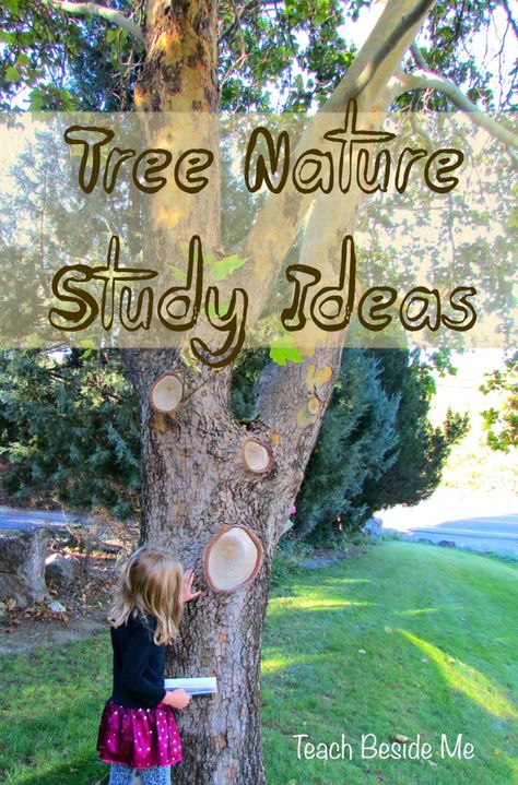 Tree Nature Study - looking forward to studying different trees in our new location Trees Unit Study, Tree Inquiry Kindergarten, Tree Activities For Preschool, Tree Unit Study, Tree Unit, Nature Based Learning, Homeschool Nature, Outdoor Learning Activities, Homeschool Nature Study