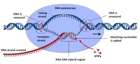 Understanding Williams Syndrome www.TheRhythmTree.com #specialneeds #musictherapy Translation Biology, Dna Transcription And Translation, Dna Transcription, Rna Polymerase, Dna Polymerase, Color Knowledge, Transcription And Translation, Biology Lessons, Medical School Studying