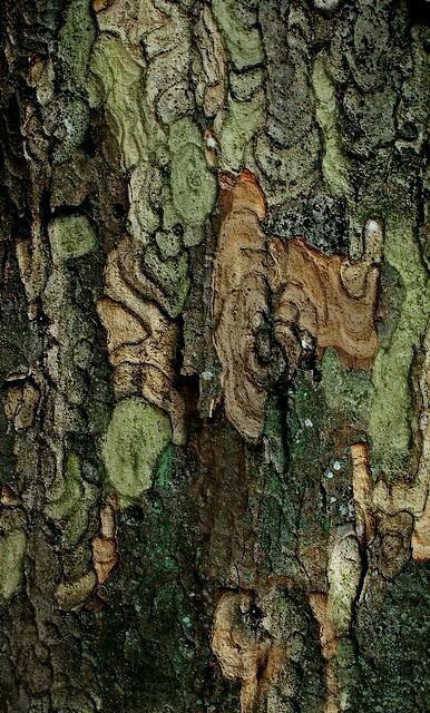 Texture Inspiration, Old Tree, Kamakura, Tree Bark, Natural Forms, Patterns In Nature, Color Textures, Green Aesthetic, Natural Texture