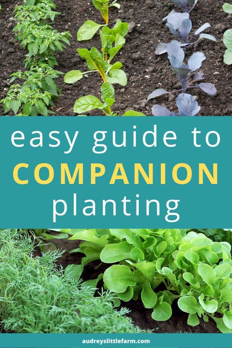 Do you want to grow a more productive vegetable garden? Have you ever heard of companion planting? Companion planting involves pairing crops with plants that can benefit each other, and it is a great way to give your vegetable garden a boost and maximize yields. Read on to learn more in our Easy Guide to Companion Planting Vegetables! Companion Planting Vegetables Layout, Permaculture Guilds, Okra Companion Planting, Squash Companion Plants, Carrot Companion Plants, Onion Companion Planting, Cucumber Companion Plants, Tomato Companion Plants, Companion Planting Chart