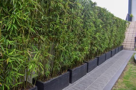 Pasig River, Bamboo Landscape, Japanese Inspired Garden, Bamboo Containers, Privacy Screening, Growing Bamboo, Bamboo Privacy, Bamboo Outdoor, Property Ideas