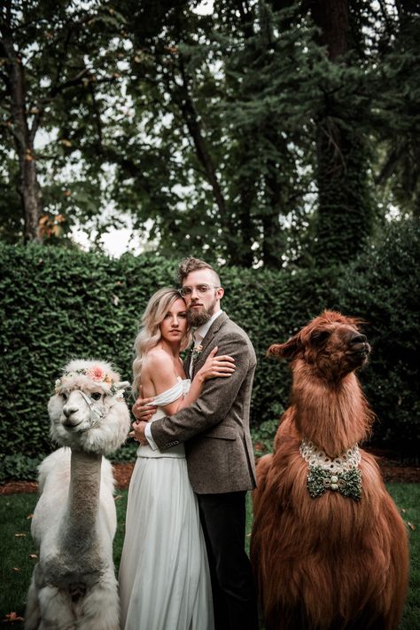 Wedding llama + alpaca make the furriest and cutest guests at your spring wedding | Dionne Kraus Photography #portland #portlandwedding Alpaca Wedding Photos, Wedding With Animals, Petting Zoo Wedding, Wedding Llamas, Wedding Alpaca, Alpaca Wedding, Llama Wedding, Wedding Animals, Zoo Wedding