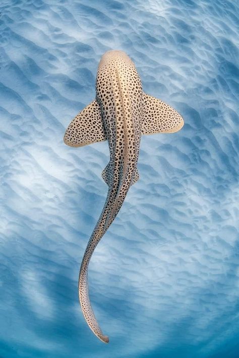 A Leopard shark in the shallow sandy lagoon of Coral Bay, Western Australia. Leopard Shark, An Animal, Sea Life, Swimming, Water, Animals