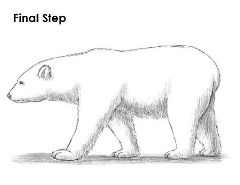 Polar Bear Drawing Last Polar Bear Video, Polar Bear Drawing, Bear Sketch, Drawing Legs, Polar Bear Art, Drawing Instructions, Baby Polar Bears, Easy Drawings For Beginners, Bear Drawing