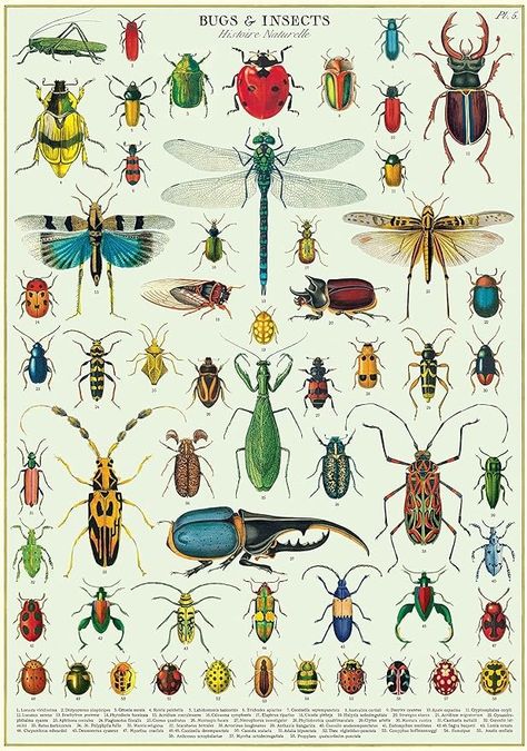 Amazon.com: Cavallini Decorative Wrap Poster, Bugs & Insects, 20 x 28 inch Italian Archival Paper (WRAPBUG) Bugs Poster, Bug Poster, Insect Wall, Room Accessories, Amazon Art, Sewing Stores, Animal Kingdom, Etsy Wall Art, Bugs