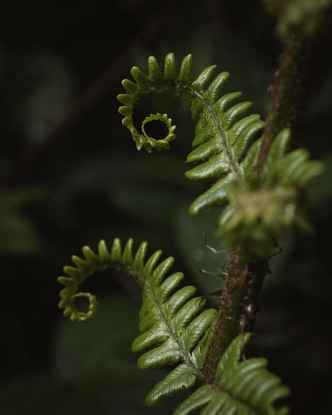 Dedicated to all the fern lovers out there… this is for you 🌿 I was going to make this caption a terrible pun about how there’s lovely fern-iture in the forest. Swipe through them all and tell me though… am I wrong? #ferns #fernphotography #botanical #fronds #leaves #leaflove #bracken #plants #leafphotography #macro_captures #nature_moods #green #folkgreen #fiftyshades_of_nature #botanicaldreamers #other_worldly_beauty #enchanting_forest #flora_perfection #forestphotography #leaveonlyleaves... Plants Reference Photos, Fern Plant Tattoo, Ferns Aesthetic, Ferns Photography, Fern Aesthetic, Imagery Activities, Fern Spiral, Art Headpiece, Sensitive Fern