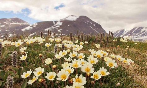 Flies are the key pollinators of the High Arctic. This finding offers cause for concern, as arctic fly abundances are declining as the Arctic continues to warm. Researchers used sticky flower mimics to identify the main pollinators of Mountain avens (Dryas), a flower abundant in the Arctic. Arctic Druid, Arctic Flowers, Mountain Avens, House Fly, Arctic Hare, Arctic Tundra, The Longest Journey, Drawing Flowers, Bird Painting