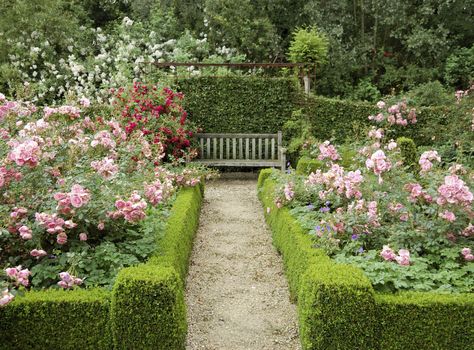 11 Essential Tips for Creating a Rose Garden  - HouseBeautiful.com Rose Garden Landscape, Funny Vine, English Garden Design, Rose Garden Design, Garden Hedges, Jardim Diy, Garden Wallpaper, Formal Garden, Garden Shrubs