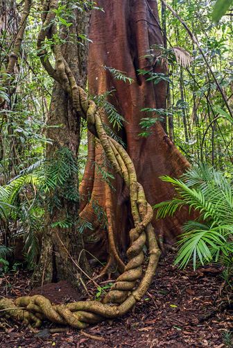 twisted tree branch on ground near palm plant during daytime photo – Free Australia Image on Unsplash Weird Trees, Jungle Tree, Amazon Forest, Twisted Tree, Architecture Tattoo, Forest Path, Tree Images, Banyan Tree, Unique Trees