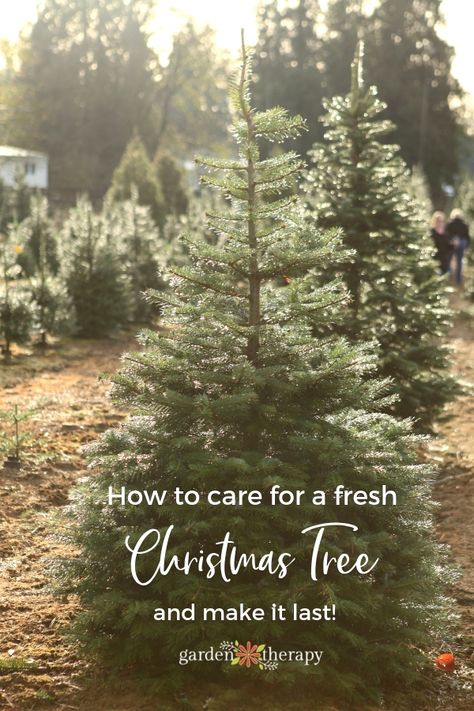 Tips on how to care for a fresh or live Christmas tree. From how to choose the right tree to caring for it at home, all the help you need is here! #gardentherapy #christmastree Real Xmas Trees, Christmas Tree Care, Natural Christmas Tree, Types Of Christmas Trees, Fresh Cut Christmas Trees, Live Christmas Trees, Fake Trees, Pre Lit Christmas Tree, Real Christmas