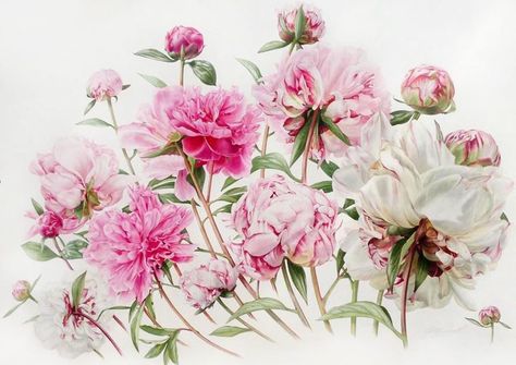 Billy Showell, Botanical Artists, Botanical Floral Art, Watercolour Flowers, Botanical Wall Decor, Plant Painting, Botanical Painting, Botanical Watercolor, Plant Illustration