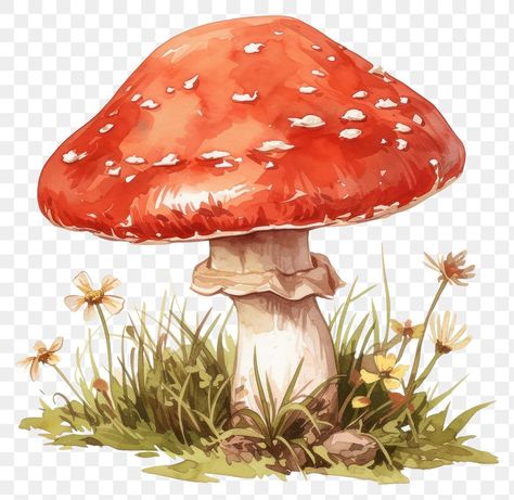 Mushroom Asthetic Picture, Watercolour Mushroom, Mushrooms Aesthetic, Mushroom Amanita, Aesthetic Pngs, Mushroom Png, Mushroom Illustration, Glowing Mushrooms, Red Mushrooms