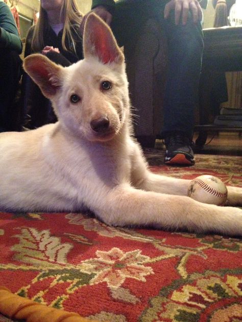 Blond German Shepherd Puppy German Shepherd Names, Dog Character, White Shepherd, German Shepherd Puppy, Shepherd Puppy, Terrier Mix, German Shepherd Puppies, Good Friends, German Shepherds