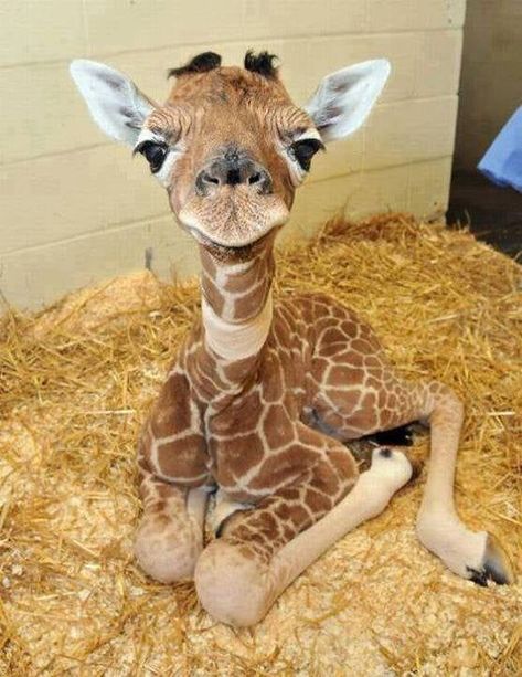 Cute Small Animals, Cute Animals Puppies, Animale Rare, Super Cute Animals, Pretty Animals, Cute Animals Images, Baby Giraffe, Fluffy Animals, Cute Wild Animals