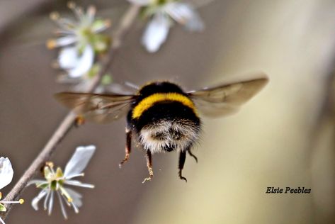 Bumble Bee Photography, Honeybee Drawing, Bee Photos, Bee Butts, Male Bee, Drone Bee, Cool Insects, Bee Pictures, Buzzy Bee