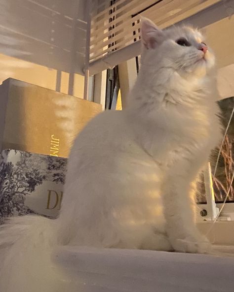 Turkish Angora Cat Aesthetic, Angora Aesthetic, Turkish Angora Kitten, Gato Angora, Turkish Cat, Cat Aesthetic Wallpaper, Cute Cat White, Angora Cat, Cat Persian