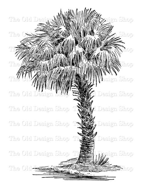 Cabbage Palmetto Tree Clip Art Vintage Botanical Palm Tree | Etsy Palm Tree Illustration, Tree Clip Art, Palm Tree Drawing, Idea Paint, Plant Sketches, Palmetto Tree, Florida Decor, Pen Work, Lilac Bouquet