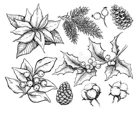 Christmas traditional plans. Vector drawing illustration of hol. Ly, mistletoe, poinsettia, pine cone, cotton, fir tree . Engraved xmas decoration element. Great #AD , #Sponsored, #SPONSORED, #hol, #poinsettia, #mistletoe, #illustration Christmas Traditional, Christmas Plants, Plan Drawing, Plant Drawing, Christmas Flowers, Fir Tree, Christmas Drawing, Christmas Coloring Pages, Vector Drawing