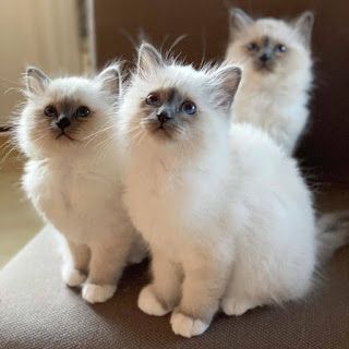 RAGDOLL CATS AND KITTENS FOR SALE : Ragdoll kittens for a new home Ragdoll Kittens For Sale, Ragdoll Kittens, Kittens For Sale, Track Toy, Ragdoll Cats, Kitten For Sale, Ragdoll Kitten, Cat Tower, Ragdoll Cat