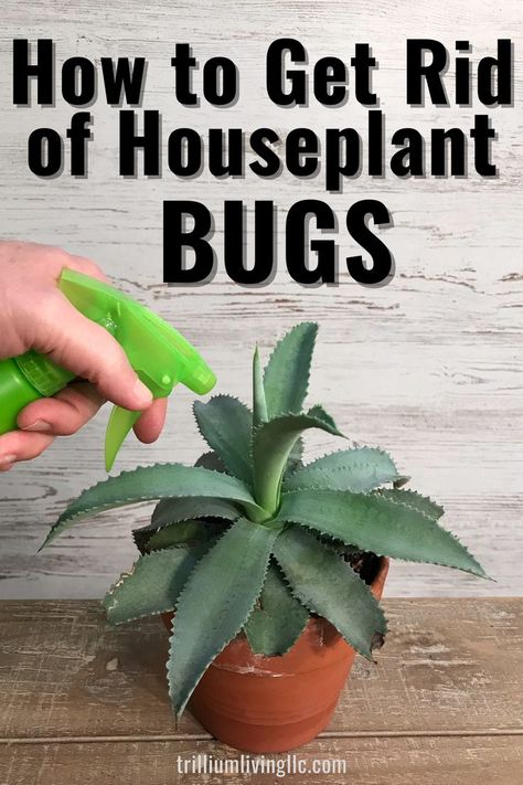 Indoor Plants Ideas Decor, Hanging Plant Indoor, Indoor Plant Ideas, Fungus Gnats, Plant Bugs, Plant Insects, Household Plants, Plant Pests, Plant Indoor