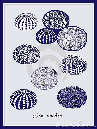 Underwater Graphic Design, Sea Urchin Tattoo, Sea Urchin Drawing, Mishima Ceramics, Sea Shell Illustration, Sea Urchins Art, Underwater Illustration, Shell Tattoos, Geometry In Nature