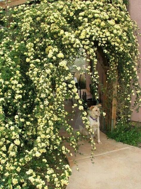 Flowers Porch Covers, Lady Banks Rose, Bisbee Arizona, Rose Tree, Yellow Cottage, Backyard Garden Layout, Paradise Garden, Coming Up Roses, Rose Trees