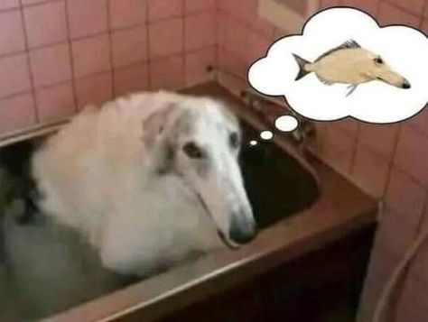 Borzoi Dog, Taking A Bath, A Thought, White Dog, A Dog, Bath, White