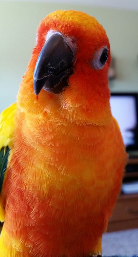 Mango! Sun Conures, Mango Looks, Dream Pet, Boku No Hero Academia Funny, Cute Animal Pictures, Pretty Cats, Birdy, Hero Academia, Animal Pictures