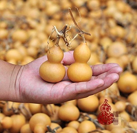 PRICES MAY VARY. Size: about 4-6.5cm (mini size) Color: Gourd Natural color Pls note that this is the Natural Gourd,the size may change between 4-6.5cm in high,not all the same gourd 20PCS PER LOT WITH FREE SHIPPING Gourd Bottle, White Witchcraft, Halloween Gourds, Bottle Gourd, Decorative Bottles, Ceramic Molds, Witchcraft Supplies, Gourds Crafts, Art And Craft Videos